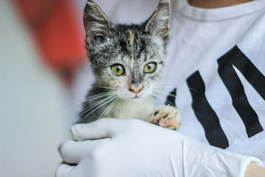 Un chaton délicatement tenu pendant un examen — photographie d’illustration